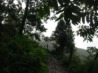 (Junio-noviembre) Campamento en la ladera oeste de la montaña Cangshan