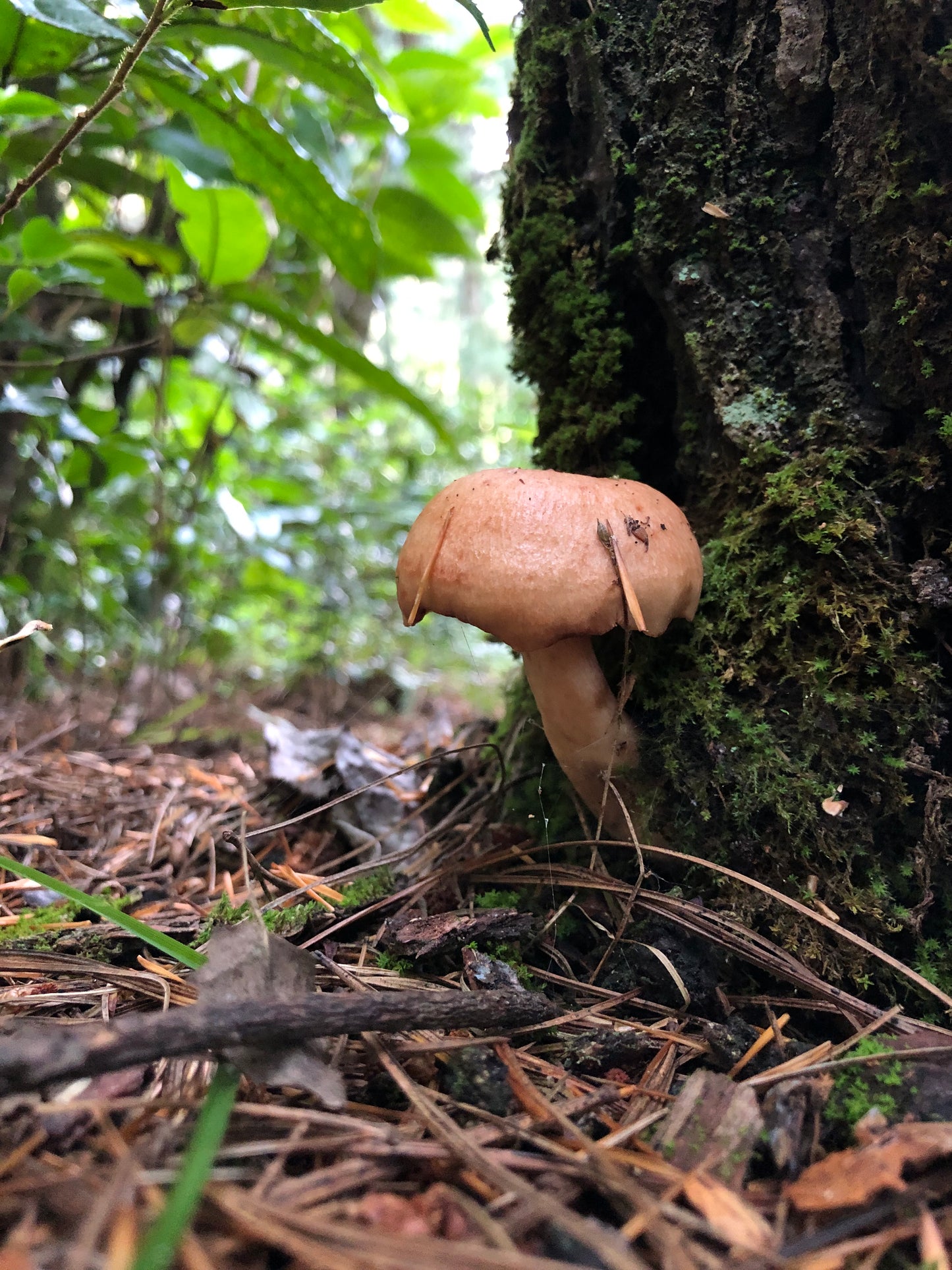 Mini recogida de piñones y recolección de setas en el bosque