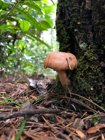 Mini recogida de piñones y recolección de setas en el bosque