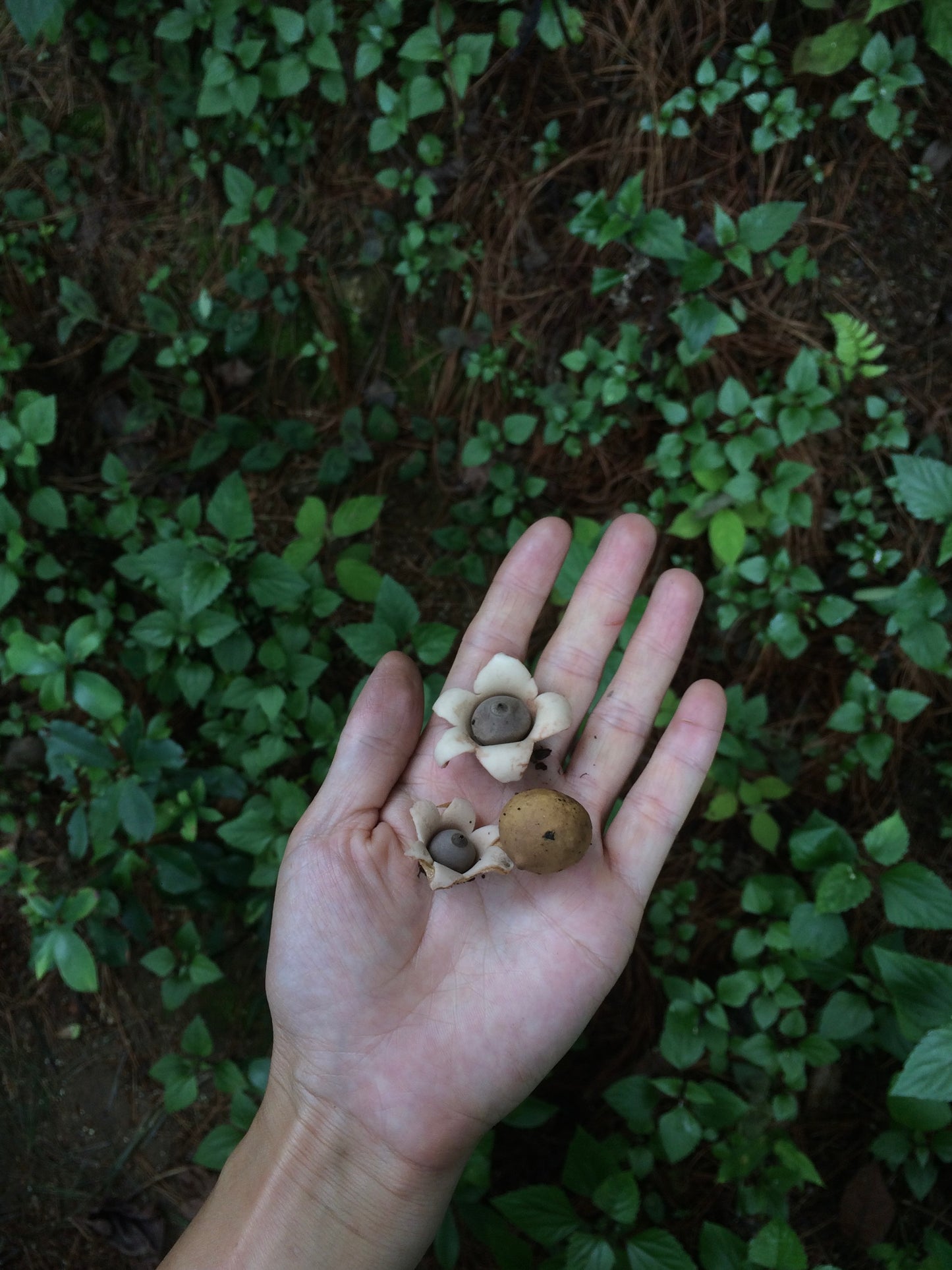 Mini recogida de piñones y recolección de setas en el bosque