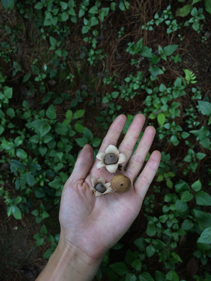 Mini recogida de piñones y recolección de setas en el bosque