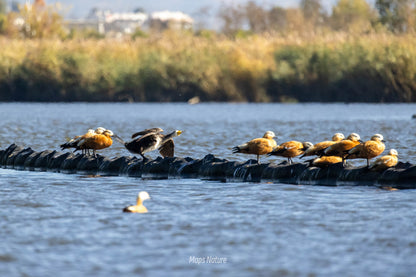 Vogelbeobachtungsausflug mit dem Boot auf dem See | Tauchen Sie tief in die Natur ein (Dienstag, Samstag)