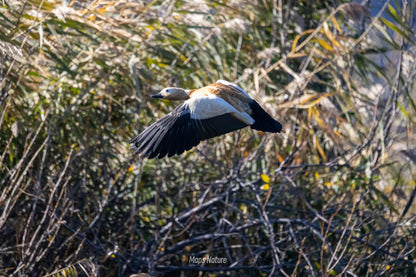 Vogelbeobachtungsausflug mit dem Boot auf dem See | Tauchen Sie tief in die Natur ein (Dienstag, Samstag)