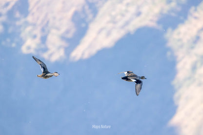 Vogelbeobachtungsausflug mit dem Boot auf dem See | Tauchen Sie tief in die Natur ein (Dienstag, Samstag)