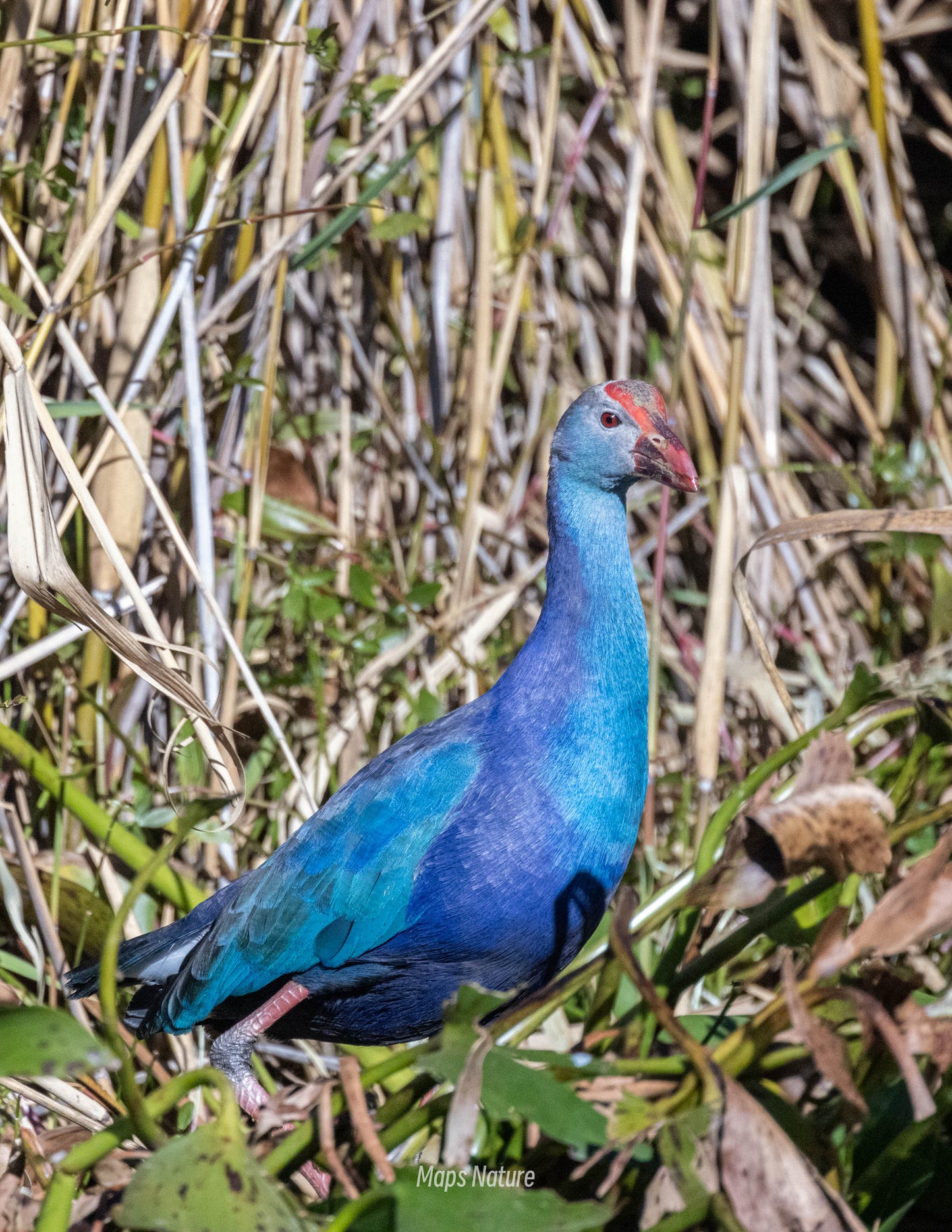 Bird watching trip on the lake | Go deep into nature (Tuesday, Saturday)