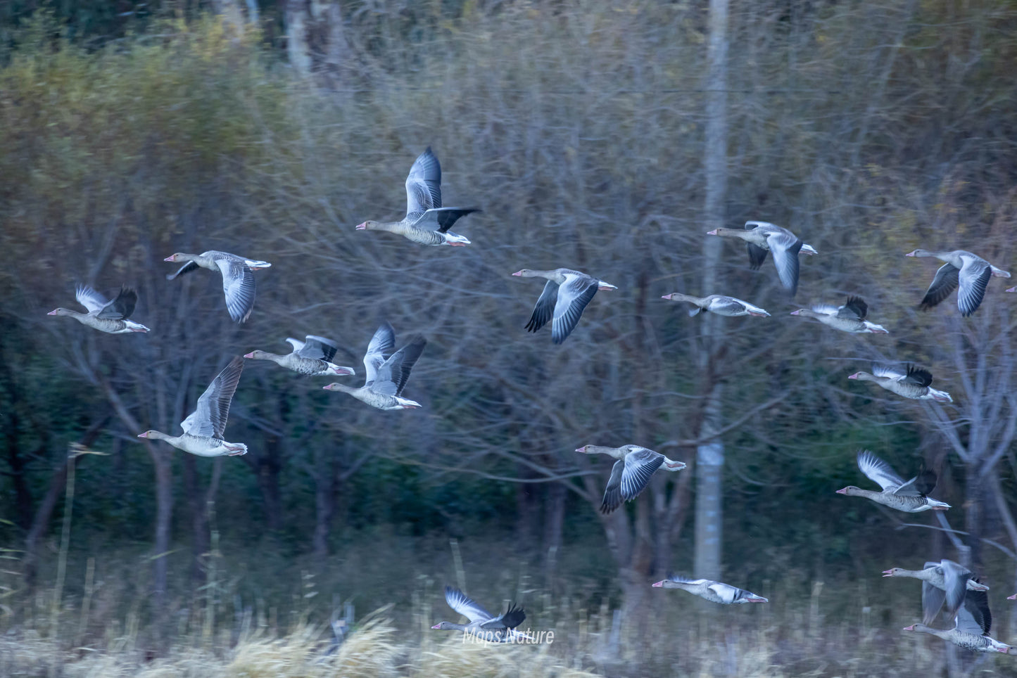 Vogelbeobachtungsausflug mit dem Boot auf dem See | Tauchen Sie tief in die Natur ein (Dienstag, Samstag)