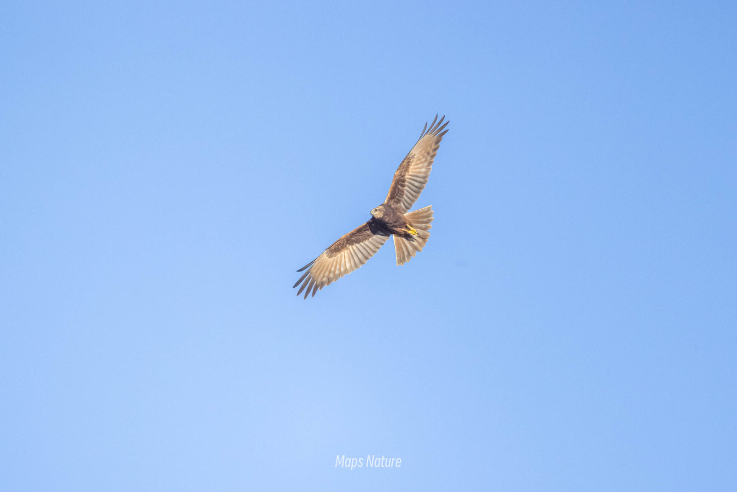 Bird watching trip on the lake | Go deep into nature (Tuesday, Saturday)