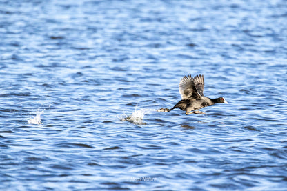 Bird watching trip on the lake | Go deep into nature (Tuesday, Saturday)