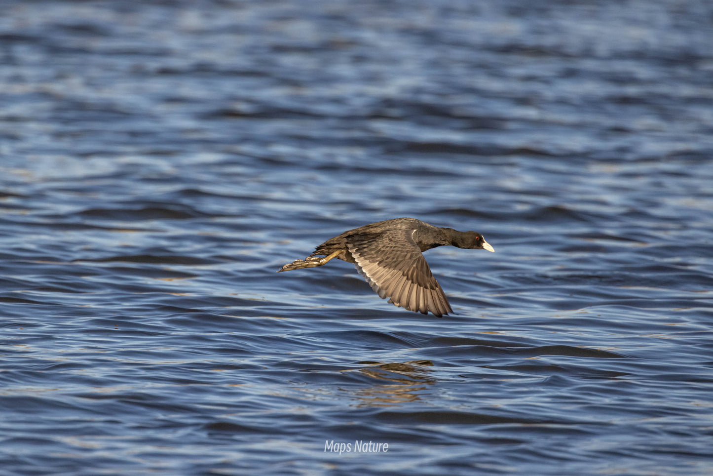 Bird watching trip on the lake | Go deep into nature (Tuesday, Saturday)