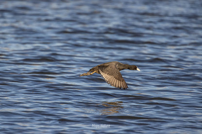 Vogelbeobachtungsausflug mit dem Boot auf dem See | Tauchen Sie tief in die Natur ein (Dienstag, Samstag)