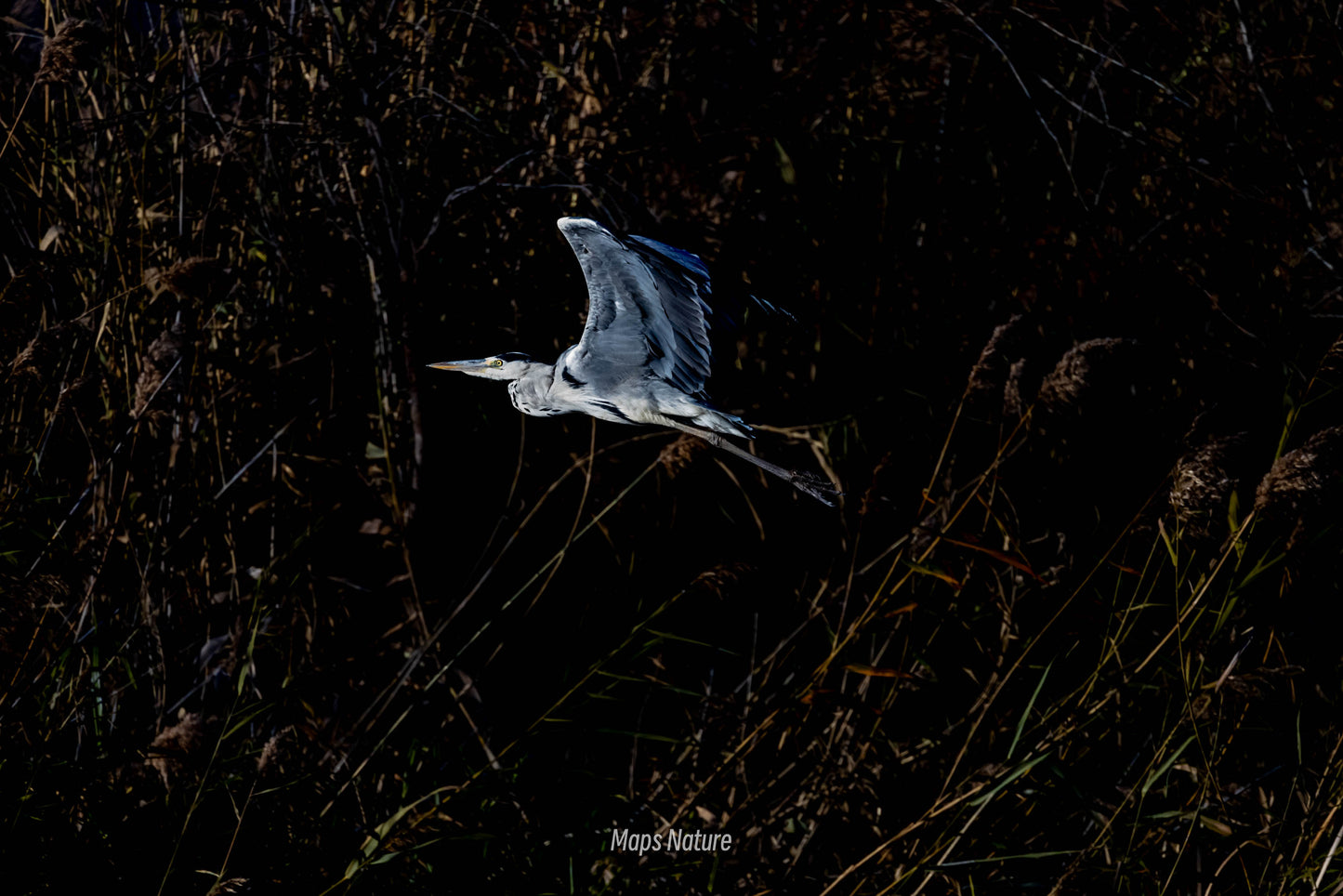 Vogelbeobachtungsausflug mit dem Boot auf dem See | Tauchen Sie tief in die Natur ein (Dienstag, Samstag)