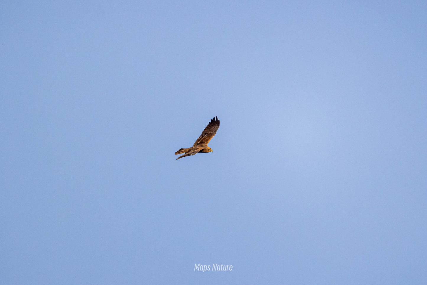 Vogelbeobachtungsausflug mit dem Boot auf dem See | Tauchen Sie tief in die Natur ein (Dienstag, Samstag)