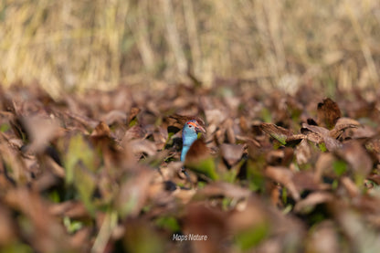 Bird watching trip on the lake | Go deep into nature (Tuesday, Saturday)