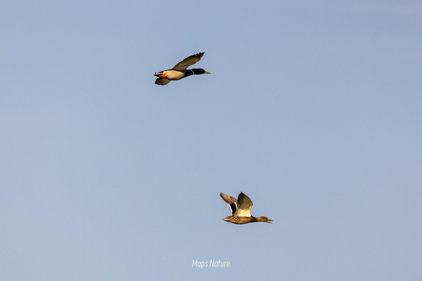 Vogelbeobachtungsausflug mit dem Boot auf dem See | Tauchen Sie tief in die Natur ein (Dienstag, Samstag)