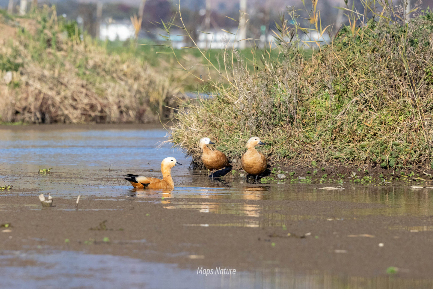 Vogelbeobachtungsausflug mit dem Boot auf dem See | Tauchen Sie tief in die Natur ein (Dienstag, Samstag)