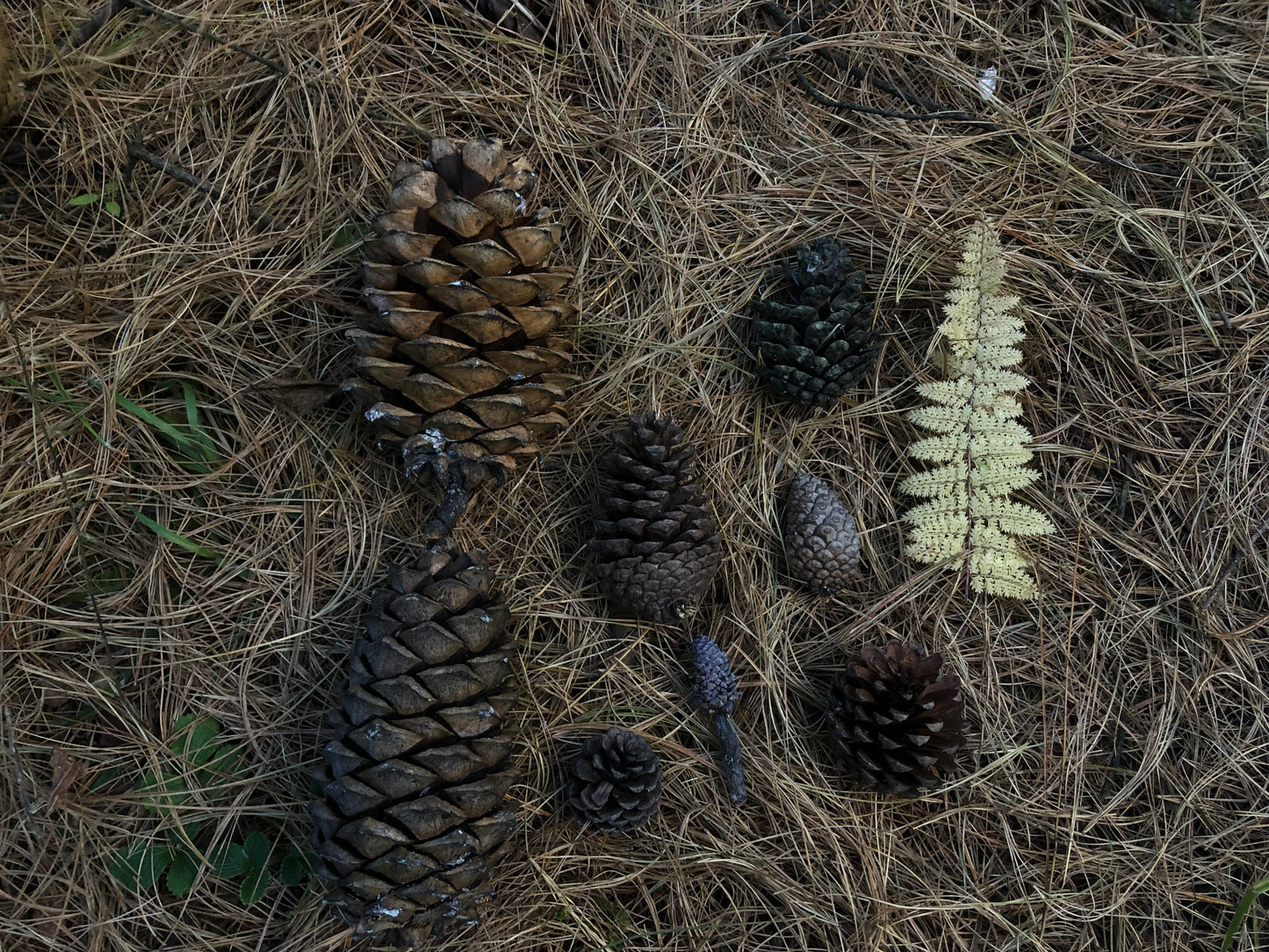 Go to Cangshan Mountain to pick pine cones and pine nuts 