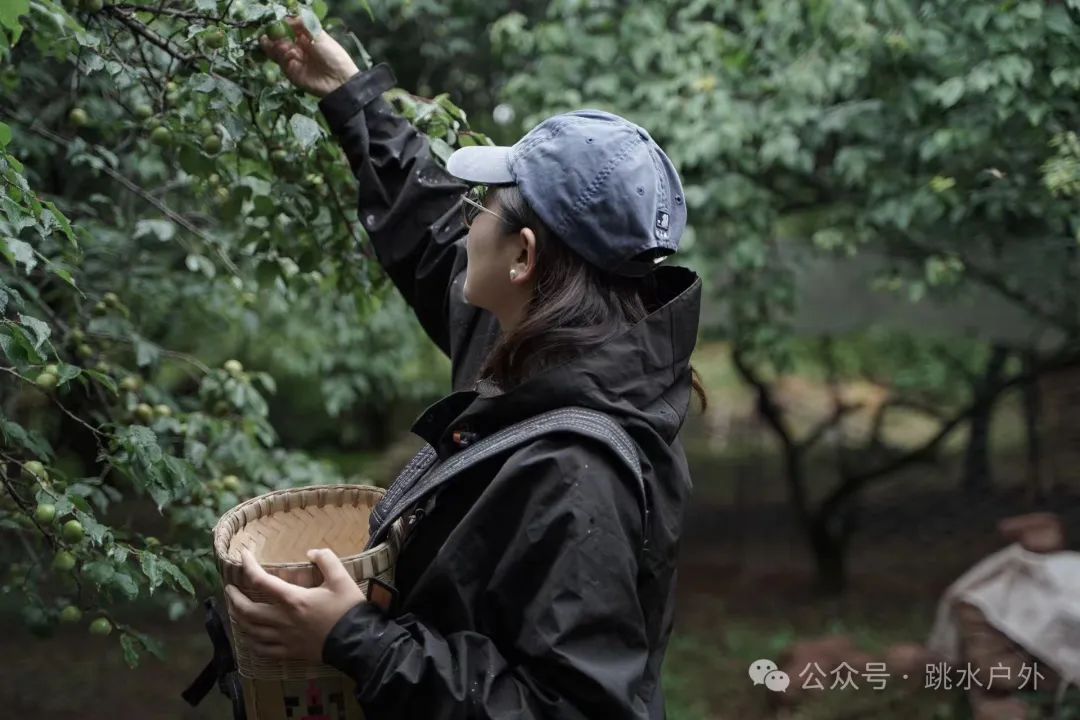 (Junio, julio) Recoger ciruelas en las montañas | Elaborar una botella de vino de ciruela verde