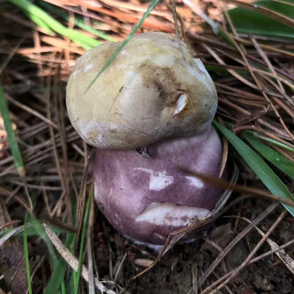 Mini recogida de piñones y recolección de setas en el bosque