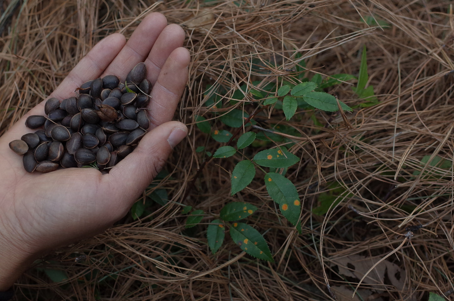 Go to Cangshan Mountain to pick pine cones and pine nuts 