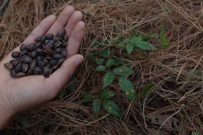 Go to Cangshan Mountain to pick pine cones and pine nuts 