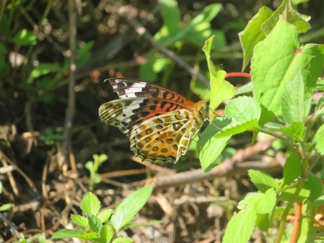 Mini-Wanderung zur Naturbeobachtung | Vögel, Pflanzen und Insekten