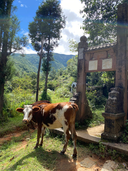 凤羽山野轻徒步｜乡村、田野和古寺