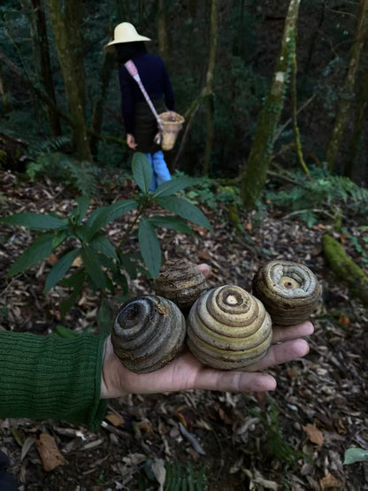 澜沧江的两天旅行 ｜ 大河、古道、村落和森林