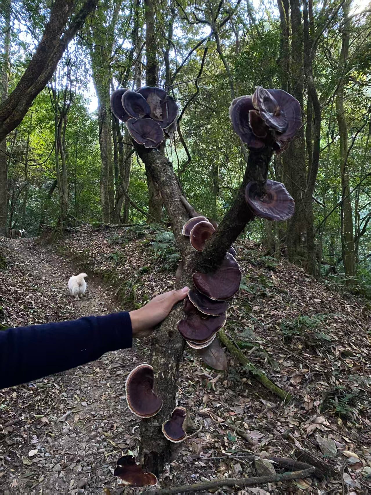 澜沧江的两天旅行 ｜ 大河、古道、村落和森林