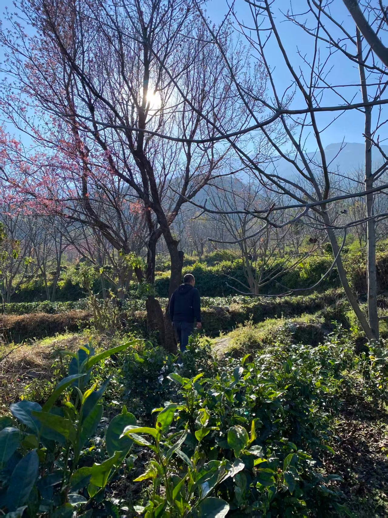 山坡的村庄茶园 ｜ 俯瞰大理的日出日落