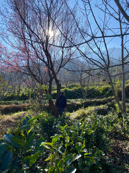山坡的村庄茶园 ｜ 俯瞰大理的日出日落