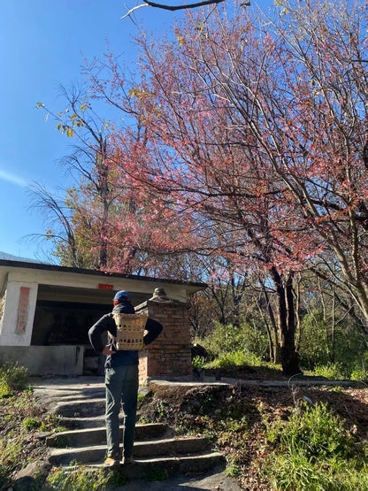 山坡的村庄茶园 ｜ 俯瞰大理的日出日落