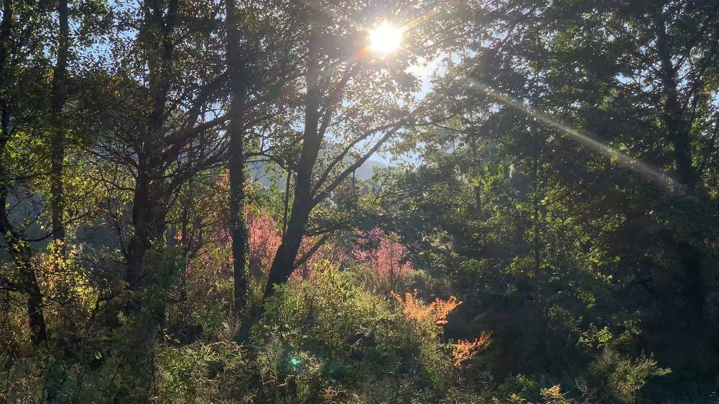 山坡的村庄茶园 ｜ 俯瞰大理的日出日落