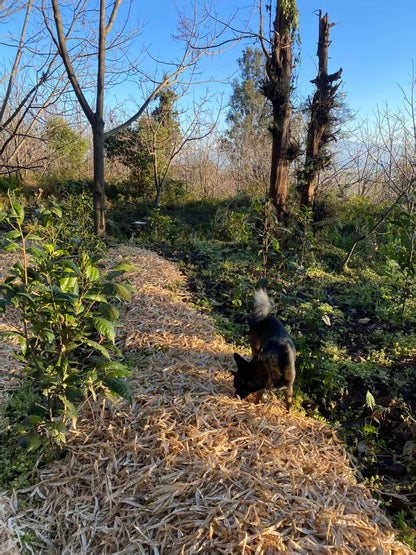 山坡的村庄茶园 ｜ 俯瞰大理的日出日落