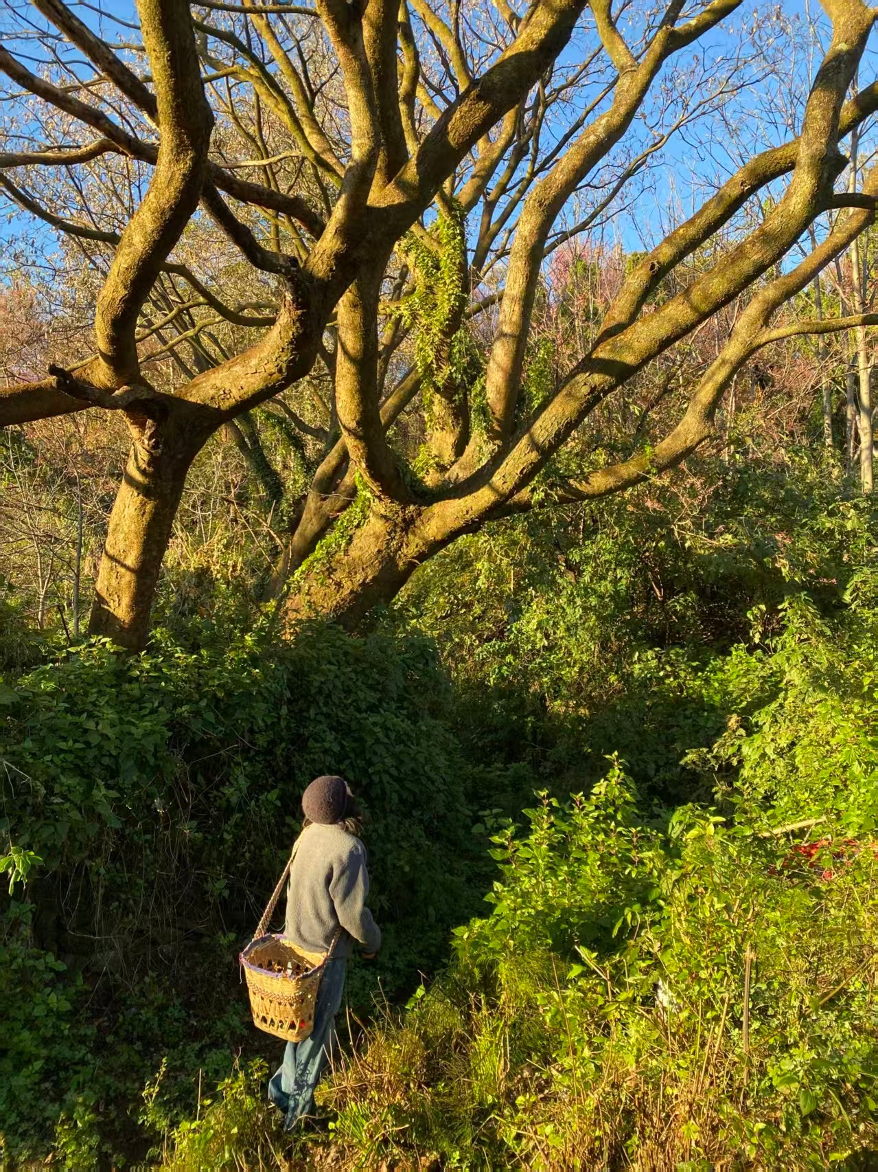 山坡的村庄茶园 ｜ 俯瞰大理的日出日落