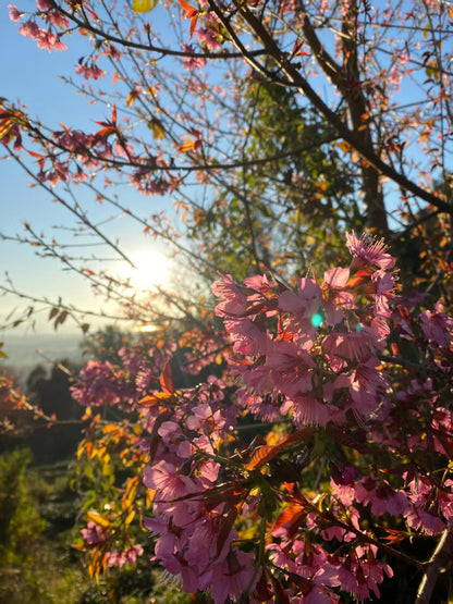 山坡的村庄茶园 ｜ 俯瞰大理的日出日落