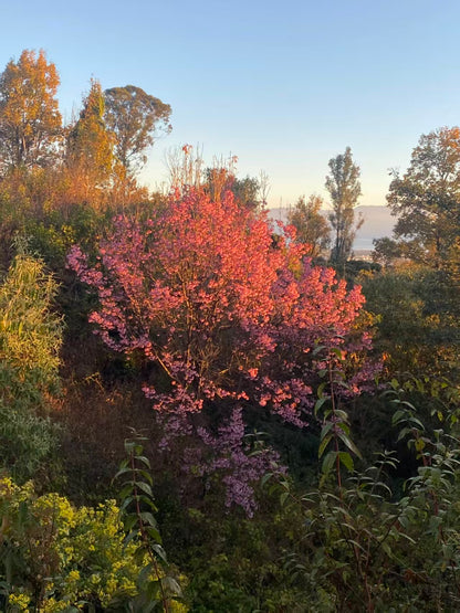 山坡的村庄茶园 ｜ 俯瞰大理的日出日落