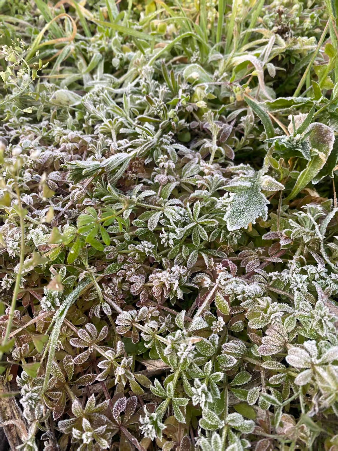 山坡的村庄茶园 ｜ 俯瞰大理的日出日落