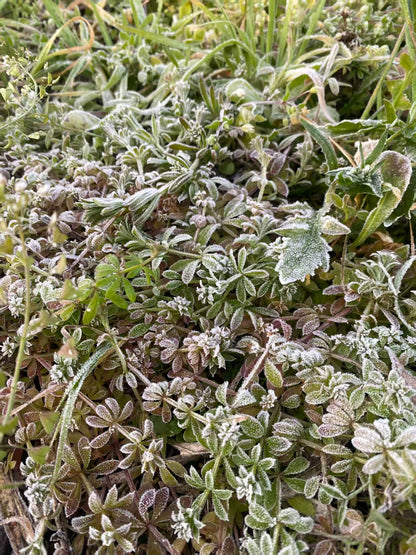 山坡的村庄茶园 ｜ 俯瞰大理的日出日落