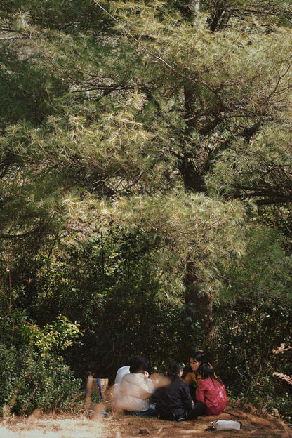 (De finales de enero a mediados de febrero) Camine por el bosque de ciruelos en flor en las montañas y recolecte miel local de los agricultores.