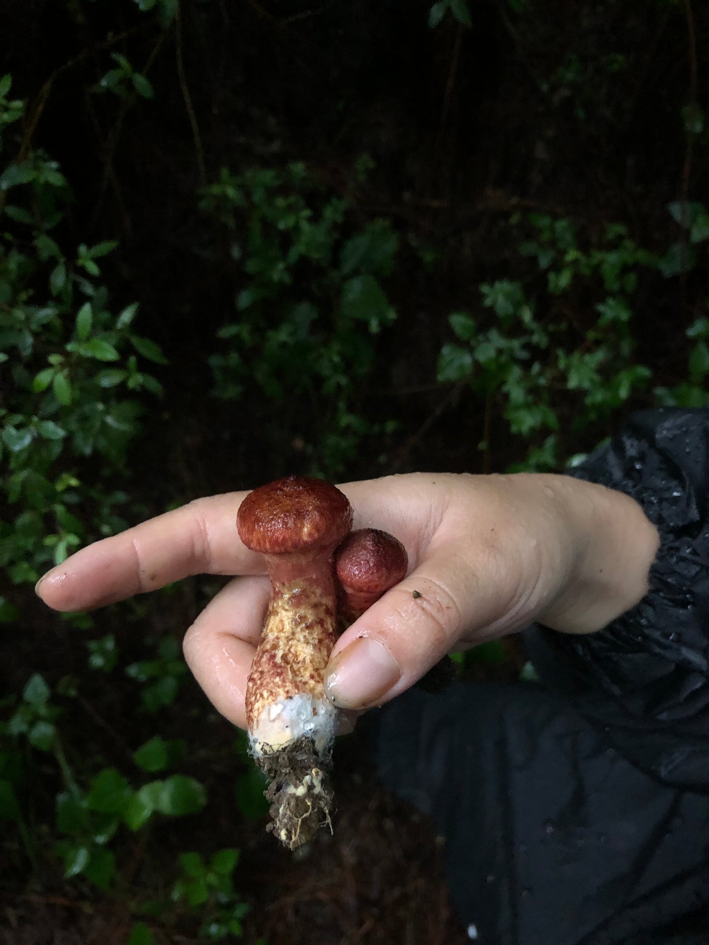 Mini recogida de piñones y recolección de setas en el bosque
