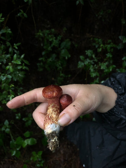 Mini recogida de piñones y recolección de setas en el bosque