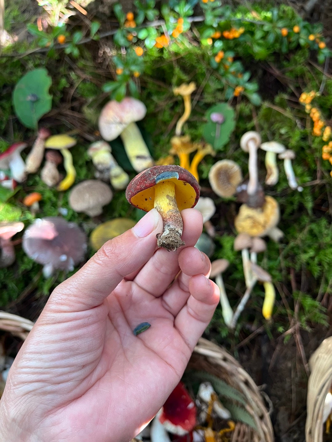 Mini recogida de piñones y recolección de setas en el bosque