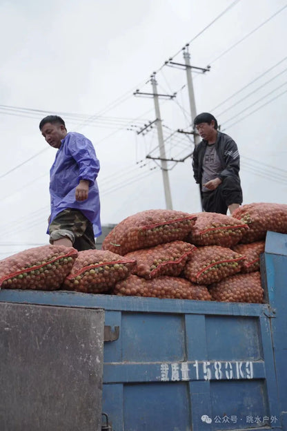 (Tháng 6, tháng 7) Hái mận trên núi | Pha một chai rượu mận xanh