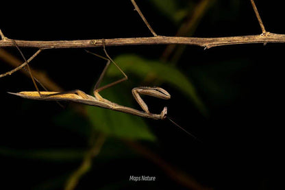 (Nur im Sommer) Nächtliche Insektenbeobachtung | Am Fuße des Cangshan-Berges