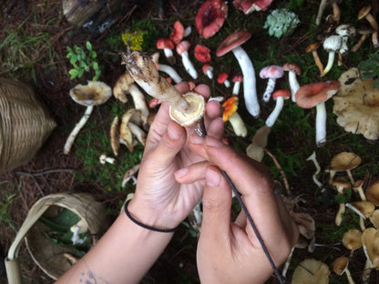 Mini recogida de piñones y recolección de setas en el bosque
