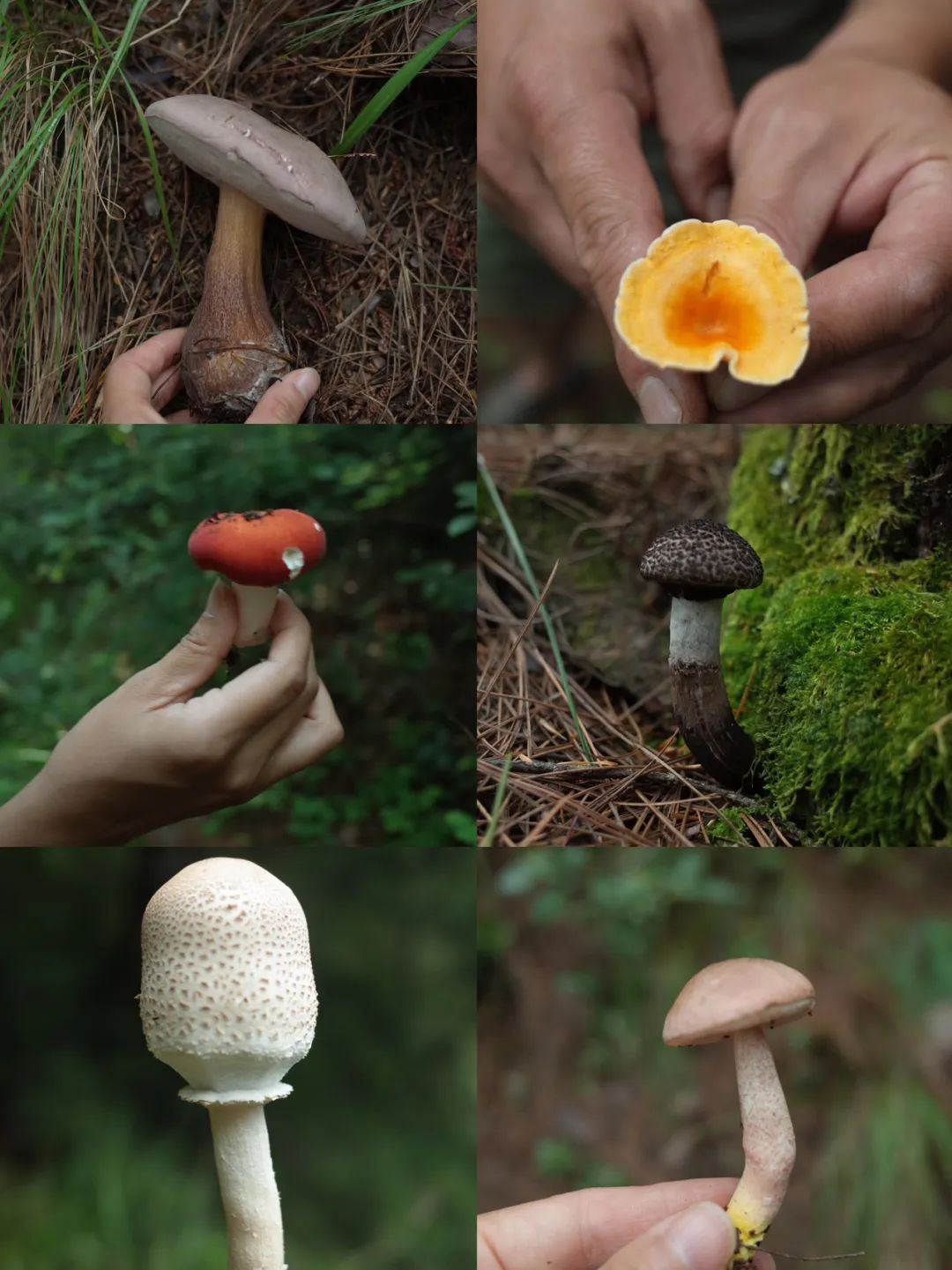 Li Zhenhao | Pequeño paisaje de hongos en la montaña Cangshan