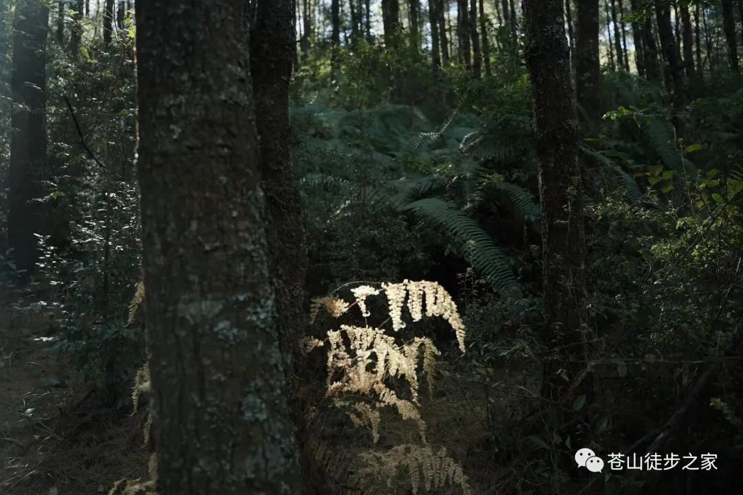 徒步到中和寺，並享用齋飯，穿越中和大峽谷（中距離）