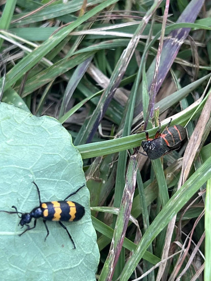 Mini-Wanderung zur Naturbeobachtung | Vögel, Pflanzen und Insekten