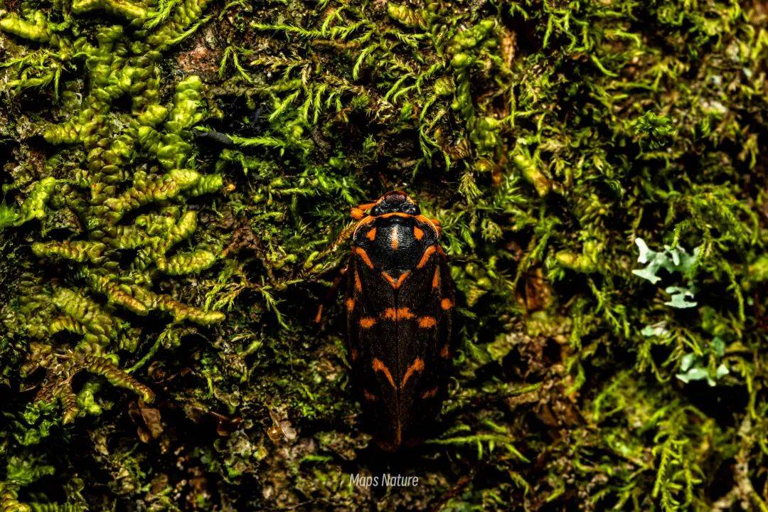 (Nur im Sommer) Nächtliche Insektenbeobachtung | Am Fuße des Cangshan-Berges