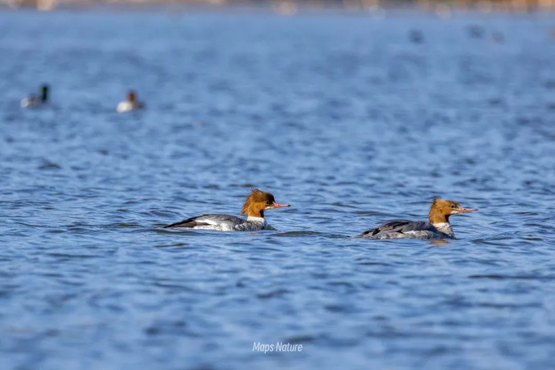 Bird watching trip on the lake | Go deep into nature (Tuesday, Saturday)